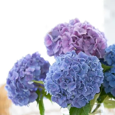 Leal - La Sirena * فيلانويفا دي أروسا