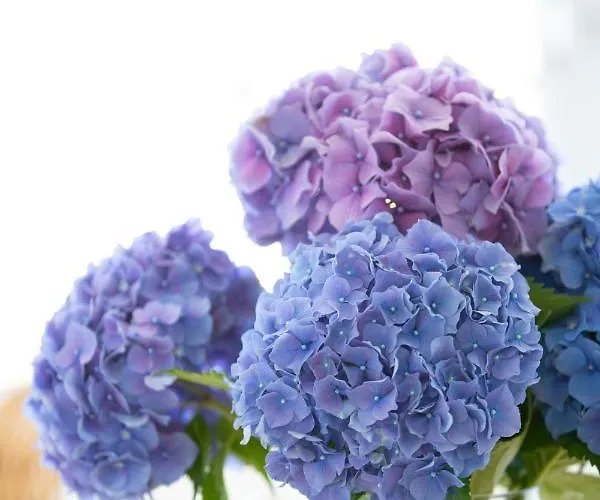 Leal - La Sirena * Villanueva de Arosa